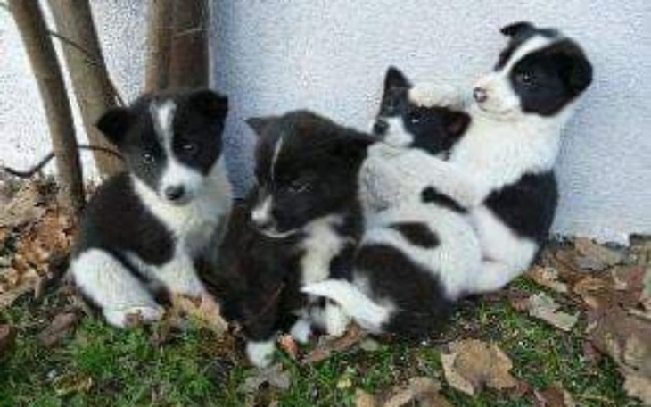 Zbiórka 2 kojce dla dt w Szczecinie - zdjęcie główne