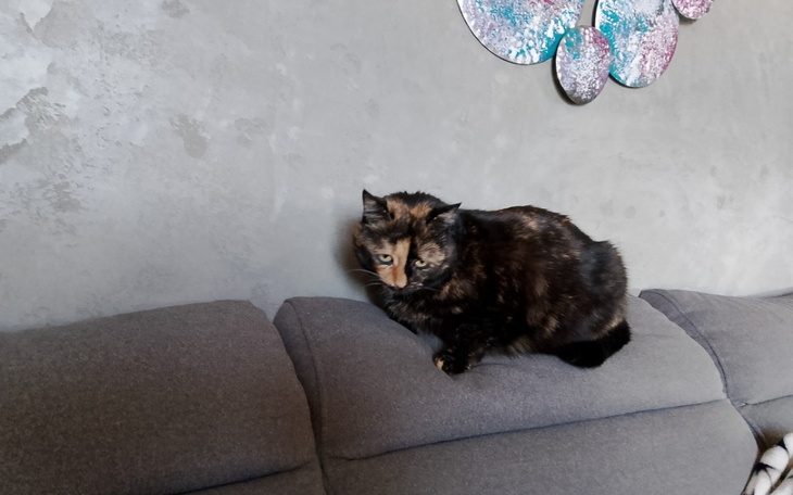 Kot na kanapie, z ciekawym wzorem futra.