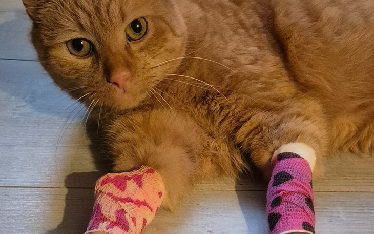 Rudy kot z opatrunkami na łapach, leżący na podłodze.