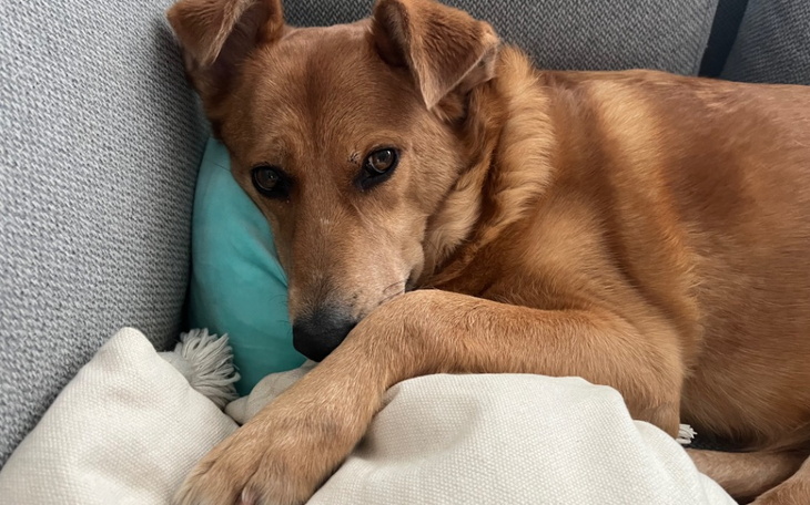 Zbiórka Figusia zbiera na leczenie - zdjęcie główne