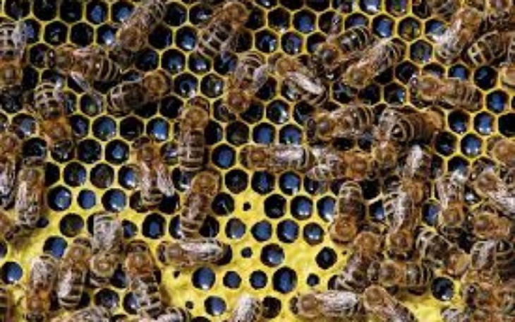 Zbiórka Na założenie pasieki - zdjęcie główne