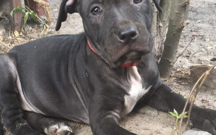 Zbiórka Na Szkolenie Suczki 4msc - zdjęcie główne