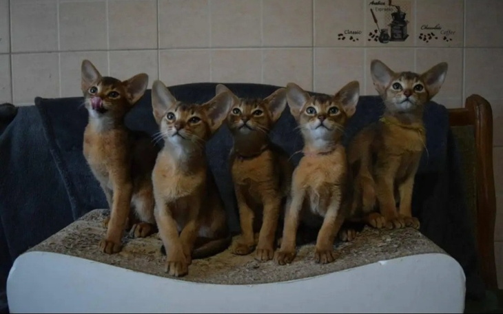 Zbiórka Transport kociaków z Ukrainy - zdjęcie główne