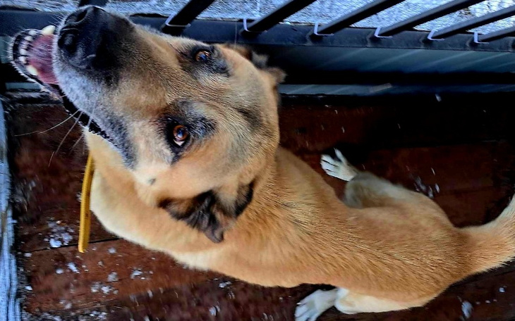 Zbiórka Na zabezpieczenie bezdomnego psa - zdjęcie główne