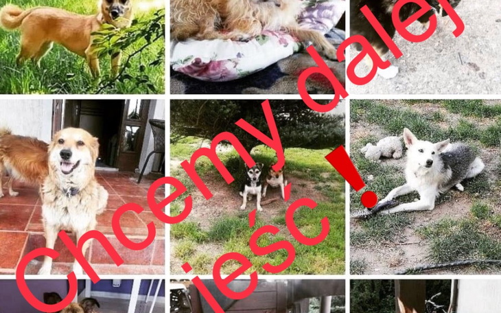 Kolaż zdjęć psów z napisem 'Chcemy dalej jeść!'.