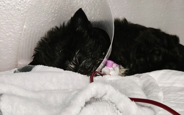 Pies w kołnierzu ochronnym śpi na miękkim kocu.