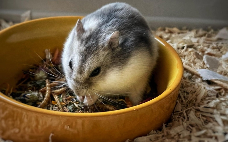 Zbiórka Dla głodnych tymczasów - zdjęcie główne