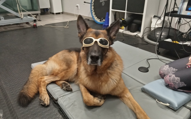 Pies w okularach przeciwsłonecznych relaksuje się na macie.