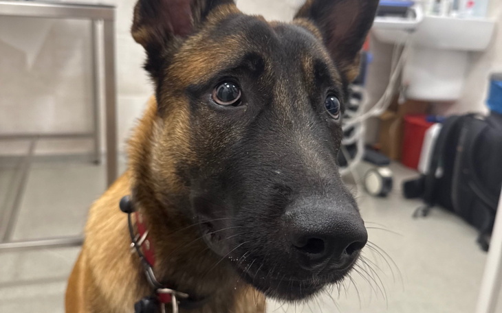 Pies rasy owczarek, z wyrazem ciekawości na twarzy.