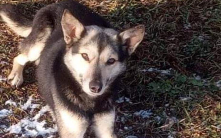 Zbiórka Transport do domku stałego - zdjęcie główne