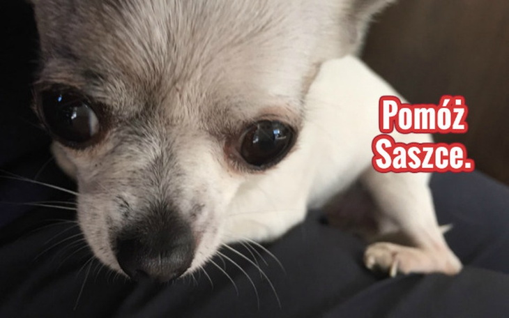 Zbiórka Pomoc dla małej Saszki. - zdjęcie główne