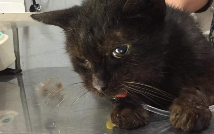 Zbiórka Carlos, w pyszczku ropa i krew.. - zdjęcie główne