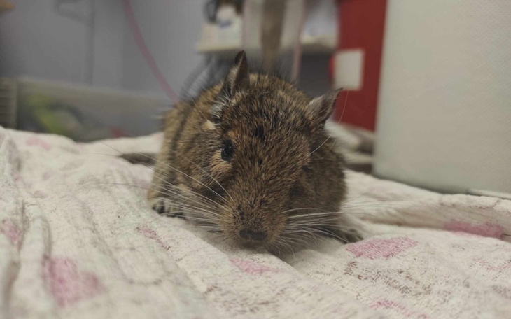 Chomik na kocu, z wyrazem ciekawości.