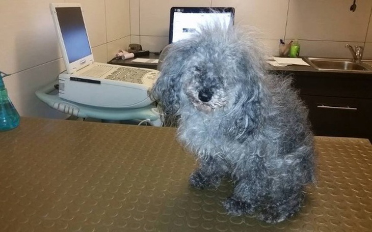 Pies z kręconą sierścią siedzący na stole w gabinecie.