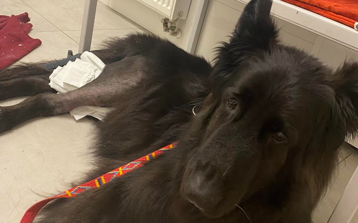 Pies leżący na podłodze z opatrunkiem.