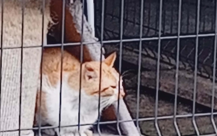 Rudy kot odpoczywający w klatce, zrelaksowany i spokojny.