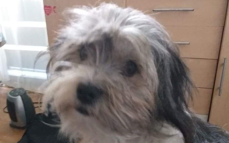 Zbiórka Musze odzyskać moje psa pomocy - zdjęcie główne