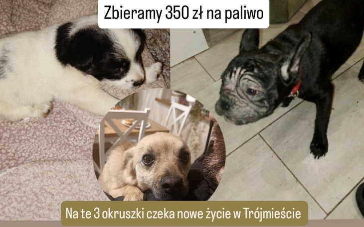 Trzy szczeniaki w różnych pozach na podłodze.