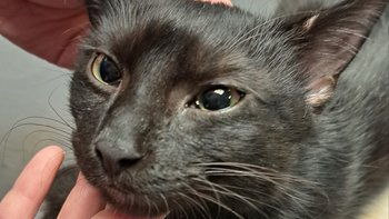 Zbiórka Pini - powrót z adopcji 😪 - miniaturka zdjęcia