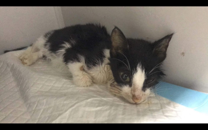 Zbiórka Walka o życie Dembczi - zdjęcie główne