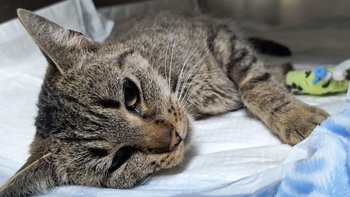 Zbiórka Na ratunek kociej łapce - miniaturka zdjęcia