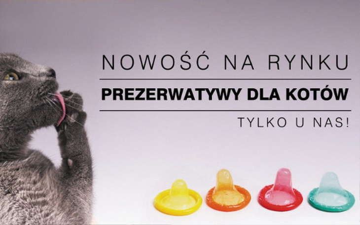 Zbiórka Antykoncepcja dla kotów. - zdjęcie główne
