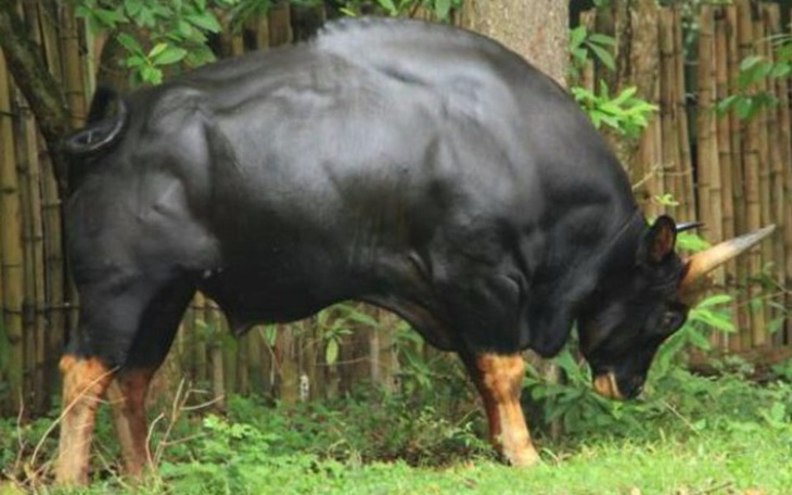 Zbiórka Byk dla Naczelnika - zdjęcie główne