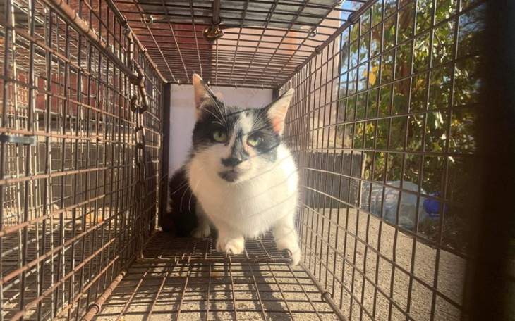 Zbiórka Wykastrujmy bezdomność - zdjęcie główne