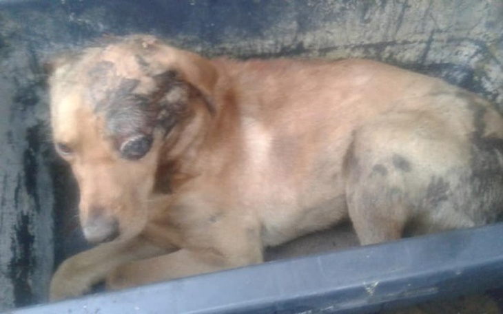 Zbiórka Nagroda za wskazanie oprawcy - zdjęcie główne