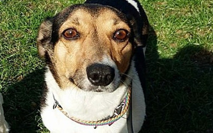 Zbiórka Uratujmy życie Plamki! - zdjęcie główne