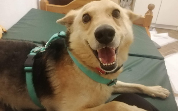 Zbiórka Uwolnijmy Misia od BÓLU - zdjęcie główne