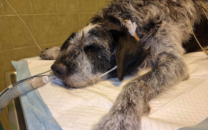 Pies w szpitalu weterynaryjnym, podłączony do respiratora.