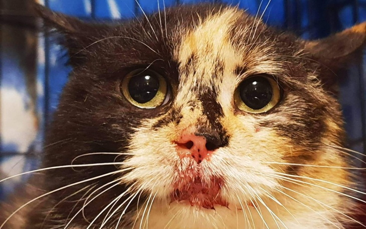 Zbiórka Głodne, a jeść nie mogą. - zdjęcie główne