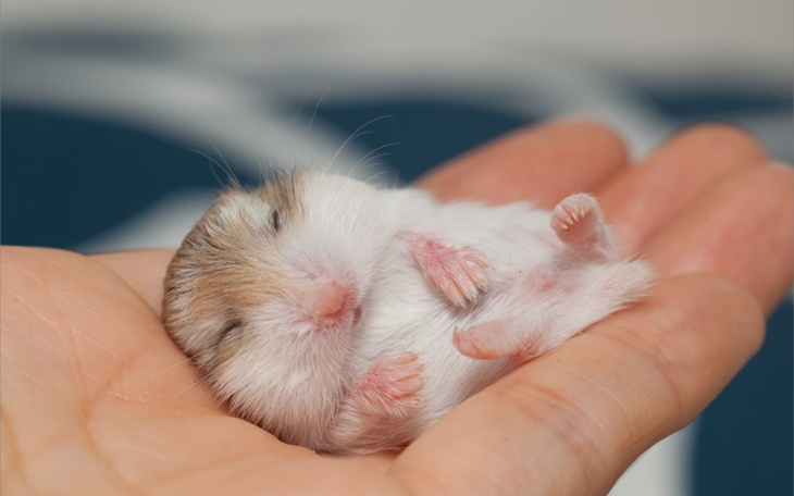 Zbiórka Leki na TURETA - zdjęcie główne