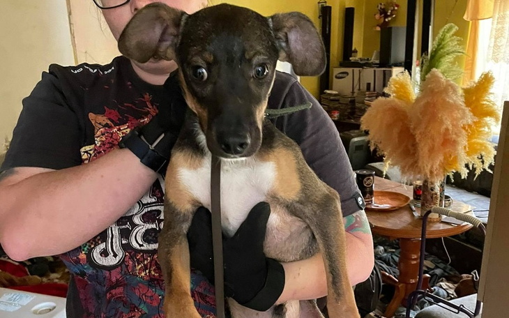 Zbiórka Nowe życie dla porzuconych psów - zdjęcie główne