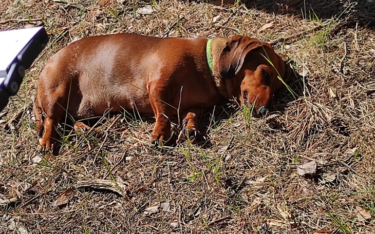 Zbiórka Pomoc dla jamniczka Tosi - zdjęcie główne