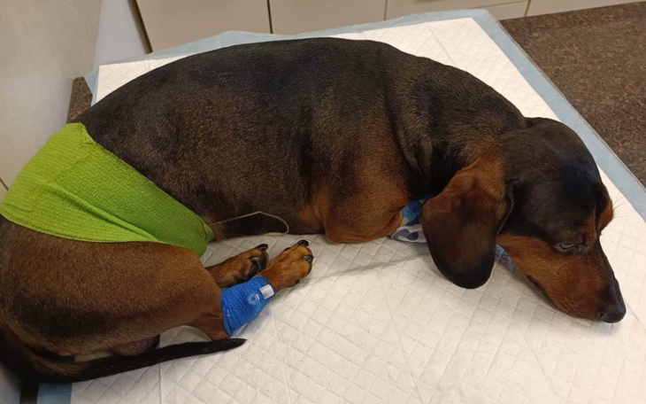 Zbiórka Pomóż Nikusiowi - zdjęcie główne