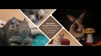 Zbiórka Bazarek gryziątek i króliczków - miniaturka zdjęcia