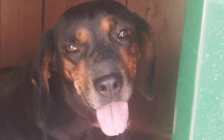 Zbiórka Pomoc dla 11 macedońskich Psów. - zdjęcie główne