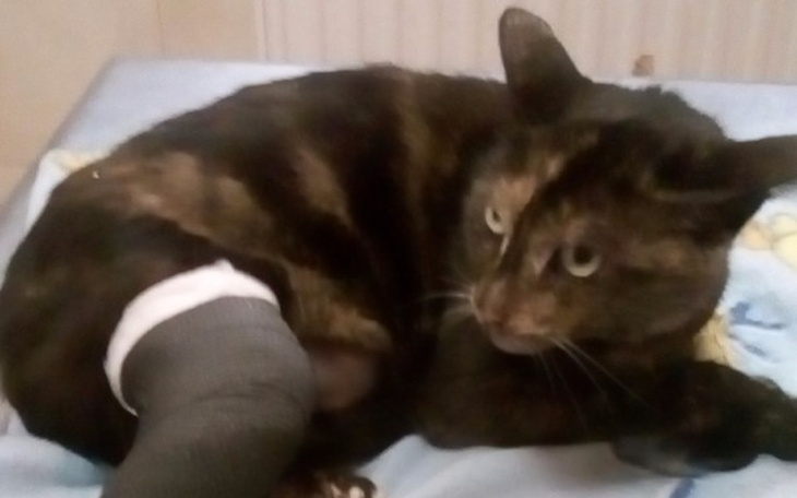 Zbiórka TOZ Na pomoc połamanej kotce - zdjęcie główne