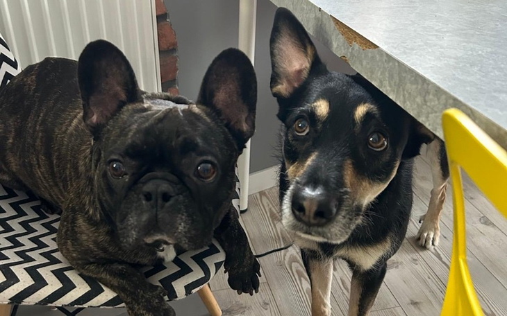 Zbiórka Uratuj mojego kumpla Leosia - zdjęcie główne