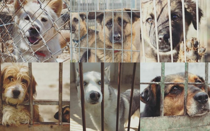 Zbiórka Cztery Łapy pomoc dla piesków - zdjęcie główne