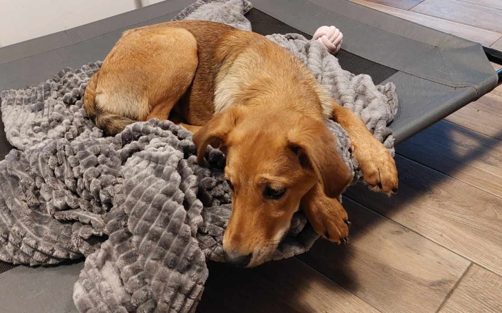 Zbiórka Mogę pojechać do domu. - zdjęcie główne