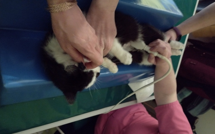 Zbiórka Chora Bezdomna koteczka - zdjęcie główne