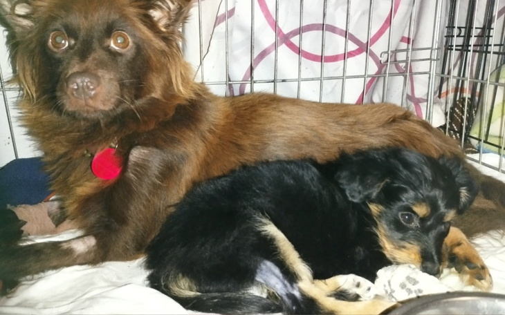 Zbiórka Na pompę do kroplowek - zdjęcie główne