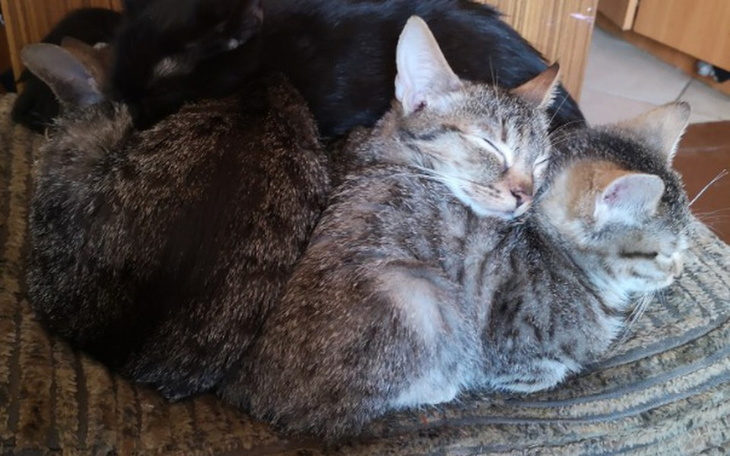 Zbiórka Zwierzaki potrzebują pomocy! - zdjęcie główne