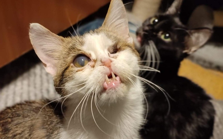 Zbiórka Bez pomocy nie damy rady pomagać - zdjęcie główne