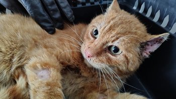 Zbiórka CARMEL walczy o zdrowie - miniaturka zdjęcia