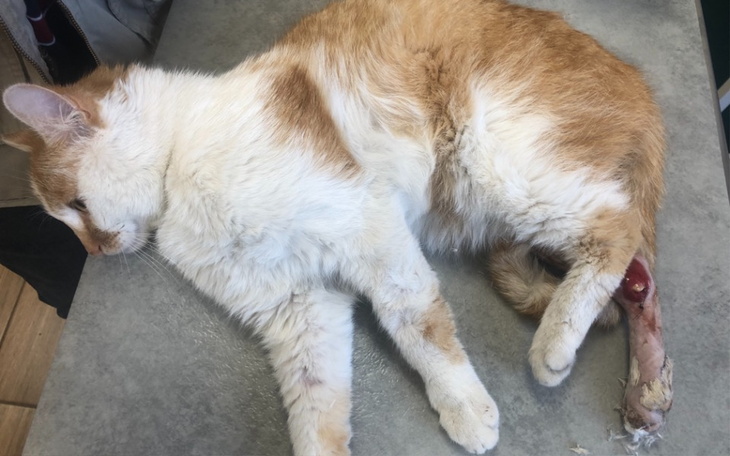 Zbiórka Kot pozostawiony na śmierć - zdjęcie główne