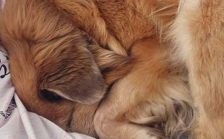 Zwierzę śpiące w pozycji zwiniętej na poduszce.